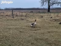 Geese — Foto 4