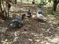 Ducks — الصورة 3