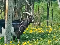 母山羊, Goats — 照片 3
