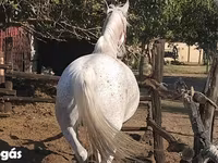 Mare, Lipizzaner — photo 2