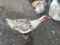 Ducks — 1. fotó