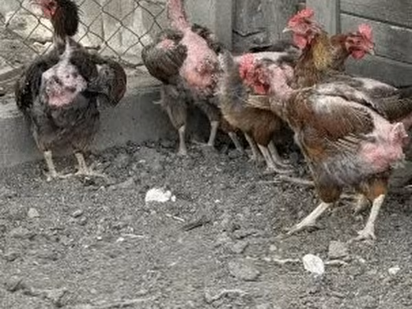 Chickens