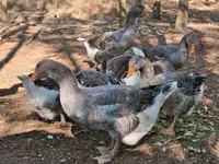 Geese — 5. fotó