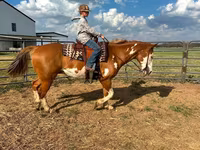 Hing, American paint horse — 7. fotó