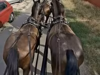 حصان, Hungarian horse breed — الصورة 2