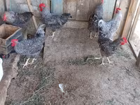 Gallina eslovena barrada — foto 7