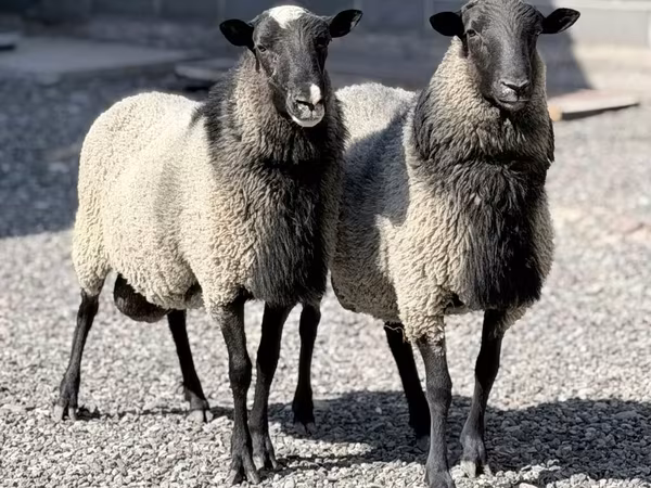 Oveja, Romanov sheep