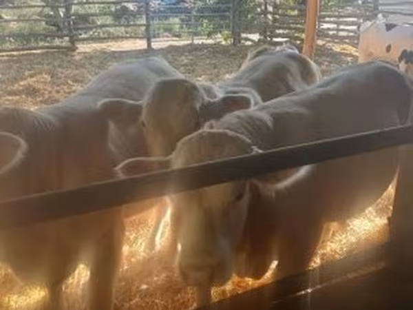 Bika, Holstein fajta — Magyarország