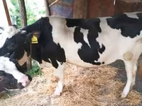Touro, Russian Black pied cattle — foto 3