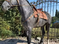 Horse (M), Hanoverian — photo 1
