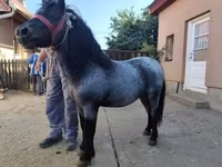 Айғыр, Жылқылар — 1-сурет
