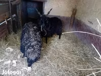 Oveja, Racka sheep — foto 2