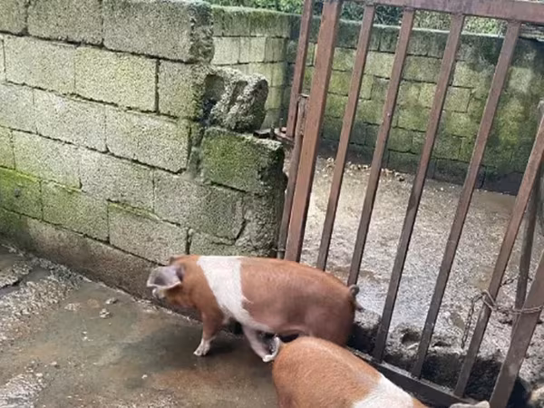 Boar, Дюрок