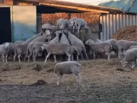 Sheep, Sheep — photo 1