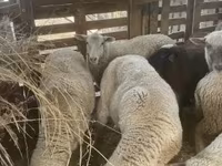Sheep, Blackheaded Persian sheep — photo 5