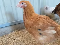 Chickens — zdjęcie 2
