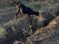 बकरी, Nubian Goat — फ़ोटो 2