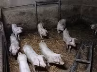 Disznók (tétel, nem megadva), Sertések — 8. fotó