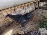 جيرسي جاينت — الصورة 1