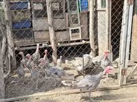 Turkeys — Foto 5