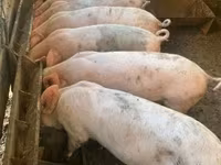 Pigs (batch, sex not specified), Pigs — photo 2