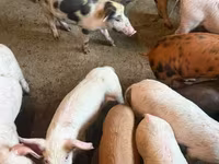 Sow, Pigs — photo 3