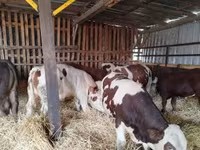 Toro, Ganado vacuno — foto 3