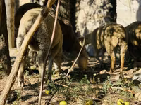 Kos, Merinoland sheep — 6. fotó