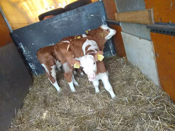 Bika, Simmental cattle