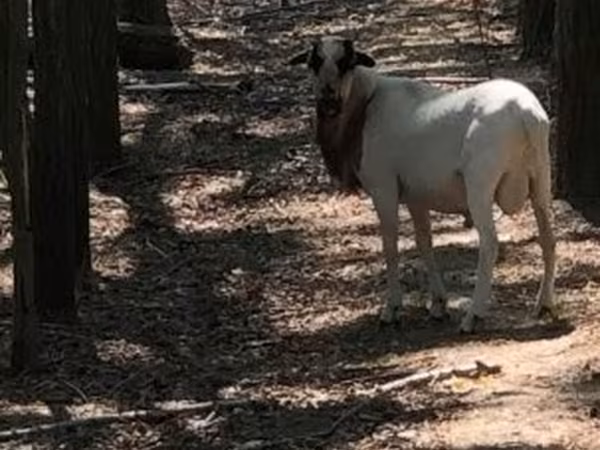 كبش, Cameroon sheep — هنغاريا