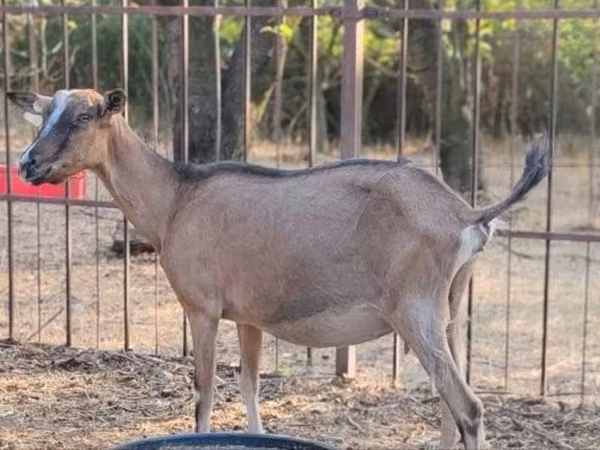 Goat, Alpine goat