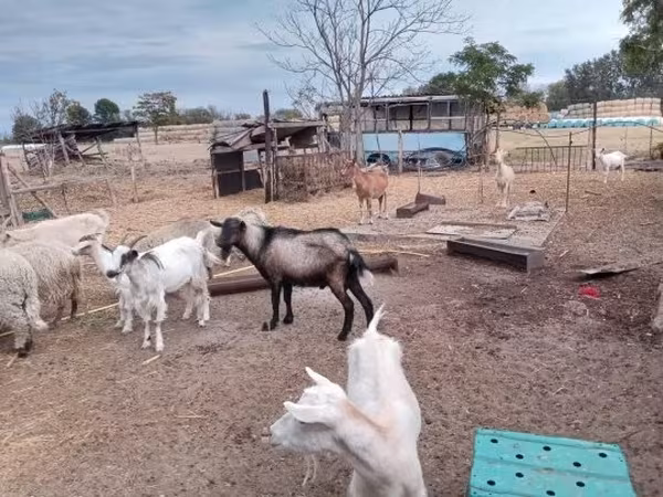 山羊（批次，未指定性别）, Goats — 匈牙利