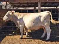 Cow, Charolais cattle — photo 2