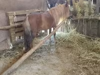 Horse (M), Horses — photo 1