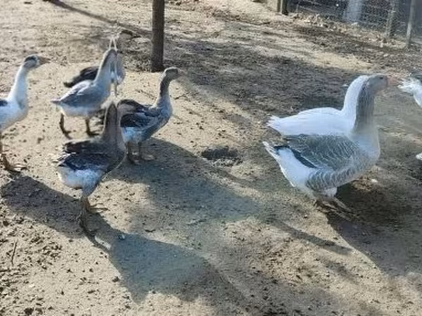 Geese