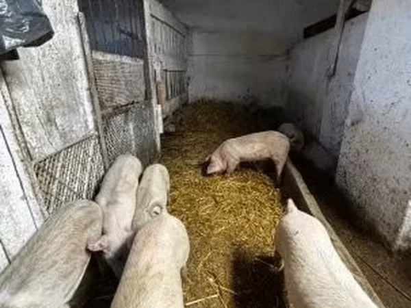 Шошқалар (топ, жынысы көрсетілмеген),  — Венгрия