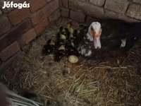Ducks — 照片 4
