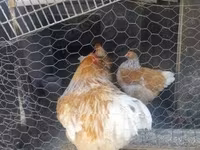 Brahma — foto 4