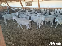 كبش, Merino sheep — الصورة 1