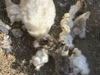 Silkie — zdjęcie 1