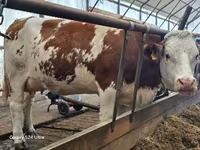 Býk, Simmental cattle — foto 5