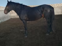 حصان, Kushum Horse — الصورة 5