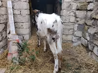 Krava, Russian Black pied cattle — foto 5