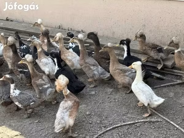 Ducks