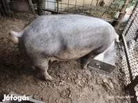 Süldőanya, Дюрок — 3. fotó