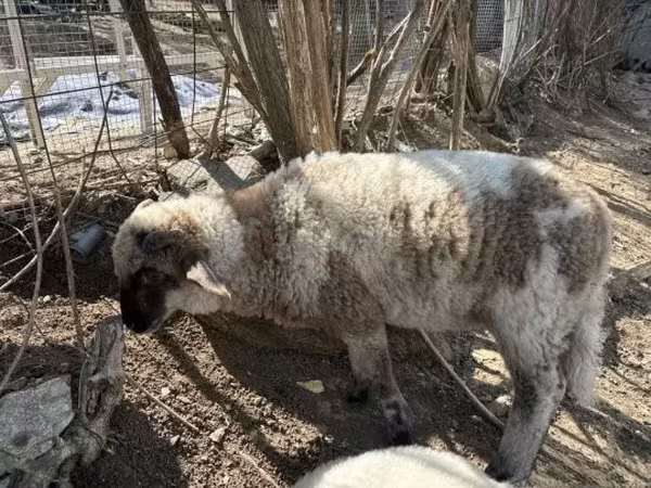 كبش, الأغنام — هنغاريا
