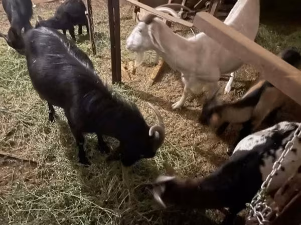 Ziegenbock, Alpine goat — Ungarn