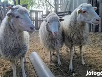 公羊, Cameroon sheep — 照片 5