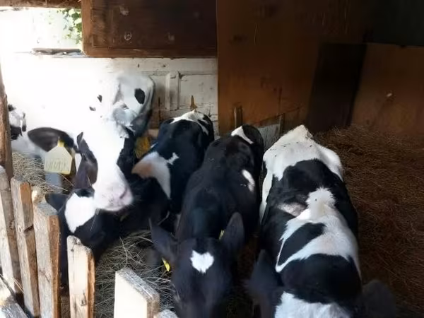 Býk, Russian Black pied cattle — Maďarsko