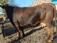 母牛, Alatau breed — 照片 4